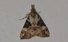 Hypena obsitalis